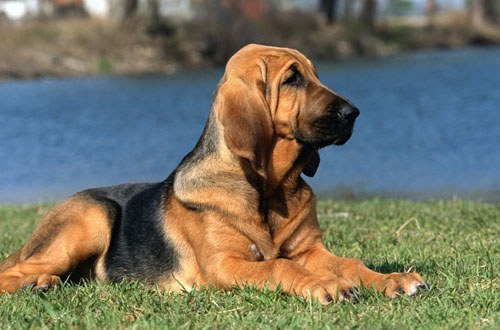 _Bloodhound